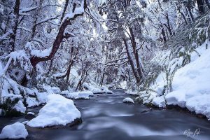 Snow-Forest-Mawida-Adventures